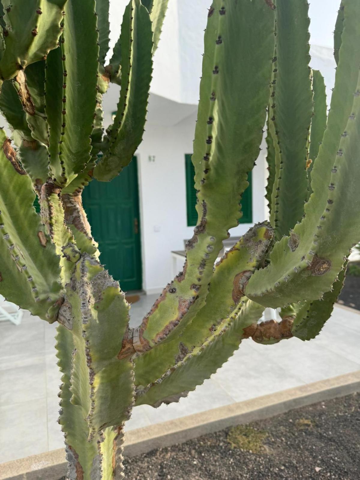 Cotillo Kültér fotó